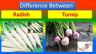 Differences Between Medical And Health Benefits Of Radish (Mooli ) and  Turnip (Shalgam)