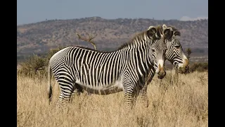 Community-Based Conservation at Lewa Wildlife Conservancy