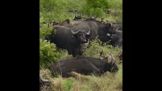 Buffalo, cute and wild @ Kruger National Park (video taken and edited by S.omeone)