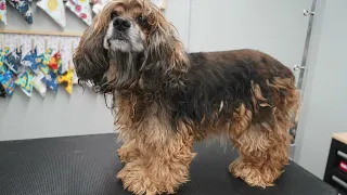 SEVERELY Matted Cocker Spaniel Transformation