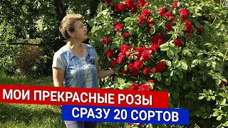 Мои прекрасные розы - сразу 20 сортов