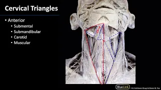 Anterior Neck - Triangles