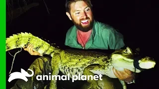 Forrest Gets Proof That The Rio Apaporis Caiman Is NOT Extinct! | Extinct Or Alive?