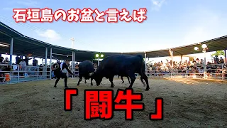 【石垣島】お盆に合わせて闘牛イベントが行われます