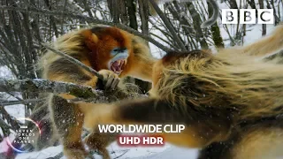 Animal fights: Snub-nosed snow monkeys fight 👊 | Seven Worlds, One Planet - BBC Earth