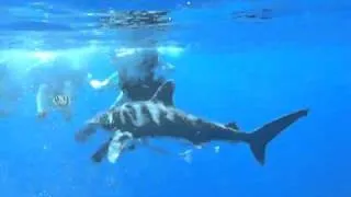 Shark Week Carcharhinus Longimanus Oceanic Whitetip shark