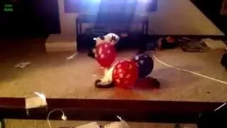 Funny Scared Cats Compilation 2013 HD