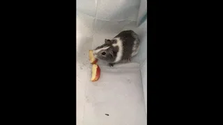 guinea pig eats apple; guinea pig show