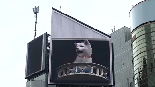 渋谷の大型ビジョンから巨大な秋田犬が飛び出す！？肉眼3D動画が公開に