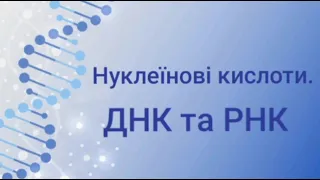 Нуклеїнові кислоти. ДНК та РНК