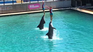 MIAMI SEAQUARIUM 2017  Dolphin Show Flipper