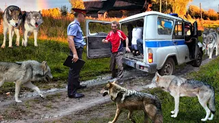 Волки окружили милицейский уазик, требуя выдать задержанного. Им нужен был только он