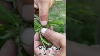 Bud Rot/ Weed Worms