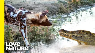 Thirsty Wild Dog Puppies Enter Croc-Infested Danger Zone | Love Nature