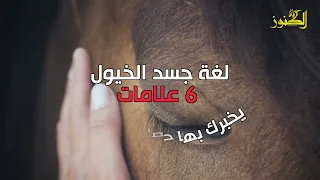 لغة جسد الخيول: 6 علامات يخبرك بها حصانك بما يحتاج
