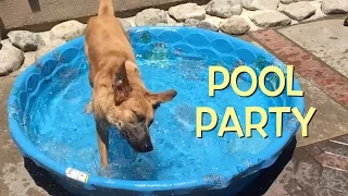 Surf's Up: Dog Pool Party!