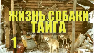 НА КРАЙНЕМ СЕВЕРЕ В ГЛУХОЙ ТАЙГЕ  ЖИЗНЬ и СУДЬБА СОБАКИ ПРОМЫСЕЛ и ОТШЕЛЬНИКИ В  ЛЕСУ 1