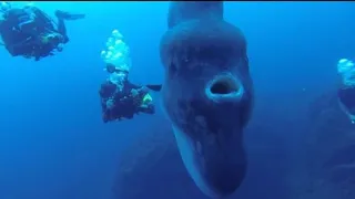 Divers Find Giant Sunfish