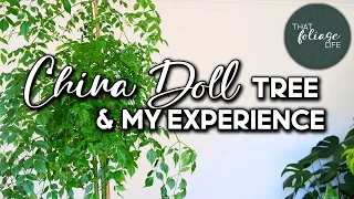 China Doll Plant Care Tips (Radermachera Sinica)