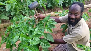 Scotch Bonnet Pepper Update July 2021