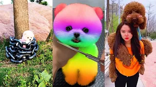 Tik Tok Chó Phốc Sóc Mini 😍 Funny and Cute Pomeranian #267