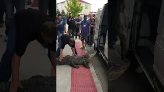 Apprehensive Alligator Takes Time Getting Into Van