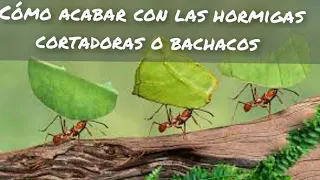 Cómo ACABAR con las HORMIGAS CORTADORAS o BACHACOS.