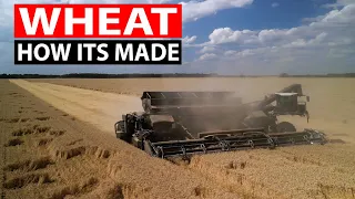 Wheat🌾 | How Ukrainian Farmers Produce Millions of Tons of Wheat