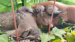 第十一窝斑鸠死里逃生的第十一天