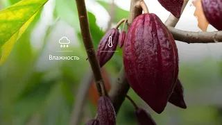 Barry Callebaut официально представила в России Ruby — четвертое глобальное открытие в мире шоколада