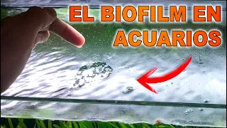 BIOFILM en el ACUARIO | Capa Aceitosa en la Superficie del Acuario