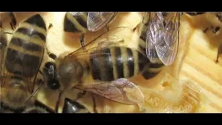 ошибки пчеловода - смена матки в семье пчел, для ухода от роения