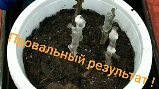 Укоренения черенков хризантем в домашних условиях.Результат.