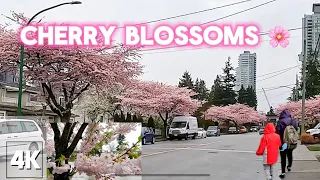 [4K]metro Vancouver CHERRY BLOSSOMS🌸 Spring Walking Tour(Where to Find It).