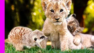 Lions Cubs, Hyena and Meerkat are Best Friends | Oddest Animal Friendships | Love Nature