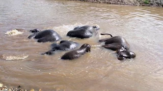 Elephant bath time naturally