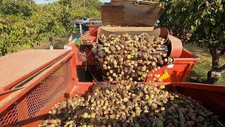 Sustainable Walnut Farm - America's Heartland