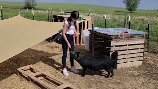 Abby trains Ellie, the piggy 🐷💗!!