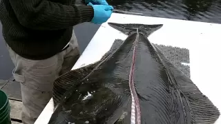 How to Filet a Halibut