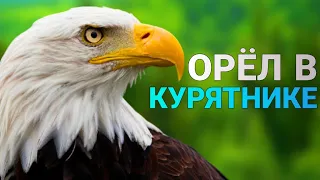 Орёл в Курятнике! Мудрая притча о предназначении человека и его самооценке / Зона комфорта