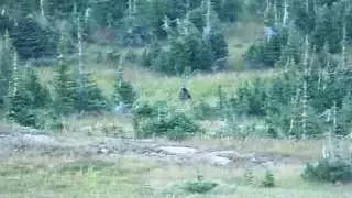 Grizzly Bear at Glacier National Park