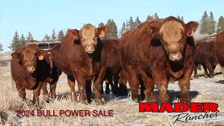 2024 Mader Ranches Bull Power Sale