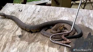 Up close and venomous: See the difference, watersnake vs. cottonmouth