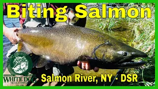 Biting Salmon - Salmon River, NY Fly Fishing 2018 - DSR