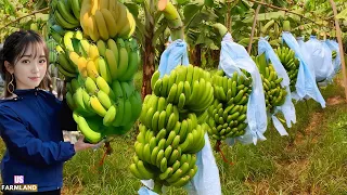 Indian farmer Produce Millions of tons of Banana this way - Banana Harvesting and processing