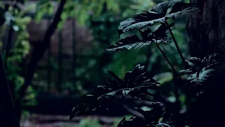 Soothing Rain Sounds for Deep Relaxation