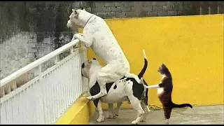 New Funny Animals 2023 😂 Funniest Cats and Dogs Videos 😺🐶 #2