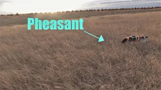 Colorado Pheasant Hunt