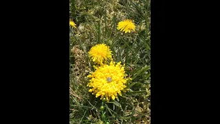 Видео урок № 3. Брошь одуванчик...Brooch dandelion from beads.