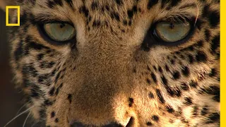 Зеленоглазый леопард / Документальный фильм National Geographic